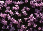 Corso di Fiori di Bach e week-end di preparazione dei Fiori di Bach